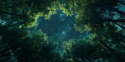 Magical Night Forest Canopy Stars Trees Nature photo