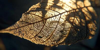 Sunlit Leaf Veins Detailed Macro Photography of Autumn Leaf Structure photo