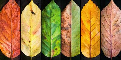 Seasonal Leaf Transpiration Autumn Summer Spring Winter Leaf Montage photo
