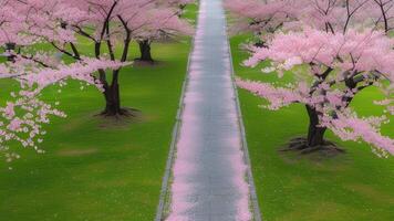 Cherry blossom pathway photo