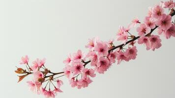 Pink cherry blossom branch photo