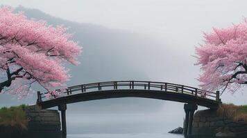 Cherry blossom trees and wooden bridge photo