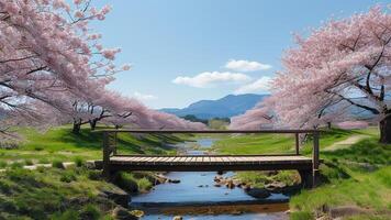Cherry blossom trees and wooden bridge photo