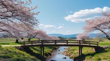 Cherry blossom trees framing a wooden bridge over a stream photo