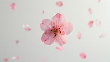 Falling cherry blossom petals photo