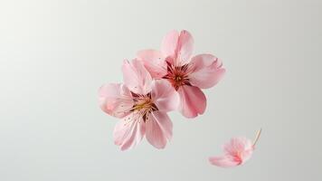 Floating cherry blossoms photo