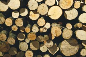 Felling a tree. Wooden logs from a pine forest, stacked in a forest. Forest of pine and spruce. Logging, logging, forest industry. Natural wood background. A pile of logs. Deforestation. photo