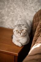 A beautiful gray large Scottish Fold cat or Scottish fold. Pet playful cat photo