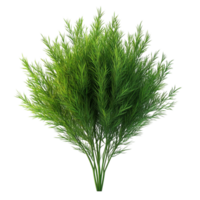 Cluster of Tall, Slender, Curved Green Leaves on Transparent Background png