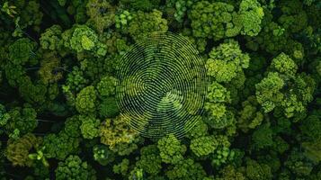 Aerial View of a Fingerprint Pattern Formed by Trees in a Dense Forest photo