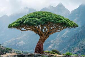 A large tree with a large trunk photo