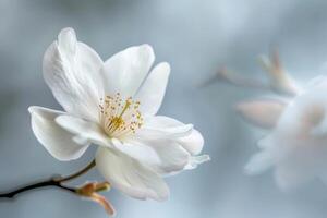 The Pure Elegance of a White Flower in Bloom, Capturing Nature's Delicate Beauty photo