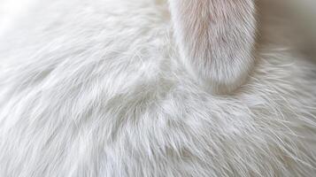 A detailed view from the rear of a white rabbit, capturing its texture. photo