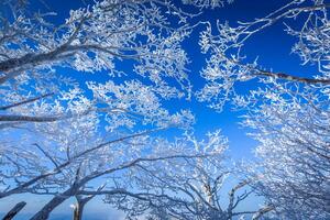 Snow on the branches of trees on the top of Deogyusan mountains near Muju on a clear day in winter, South Korea. photo