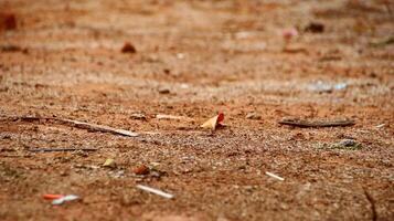 Dry leaves and grass on dry clay photo