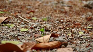 Dry leaves and grass on dry clay photo
