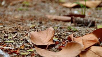 Dry leaves and grass on dry clay photo