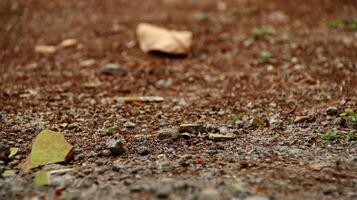 Dry leaves and grass on dry clay photo