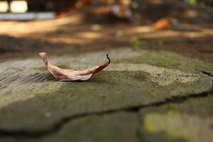 close up shot leaf on the floor with moss photo
