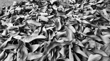 dry leaf background with black and white photo