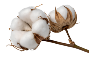 Close up view of cotton flowers details isolated on the transparent background png
