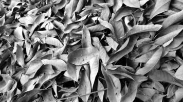 dry leaf background with black and white photo