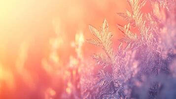 Delicate Ice Crystals Glimmering in Warm Sunset Light photo