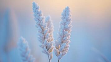 Frost-Covered Grass Blades in Soft Light photo