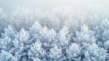 Frosty Trees in a Foggy Winter Forest photo
