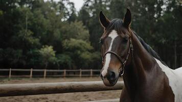 Horse in a Paddock with a Wooden Fence in the Foreground photo