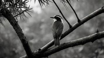 Bird Perched on a Branch in a Serene Black and White Setting photo