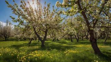 Blossoming Apple Orchard Spring Panorama photo