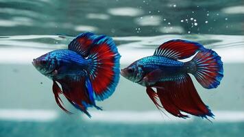 Blue Betta Fish Displaying Vibrant Red Fins in Clear Water photo