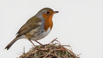 European Robin Perched on a Branch in a Forest photo