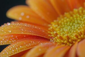 A close up of a flower with water droplets on it photo