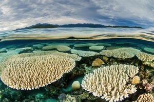 Underwater coral reef ecosystem with vibrant corals. photo
