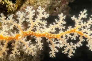 Close-up of delicate coral structure in underwater environment. photo
