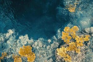 Aerial view of vibrant coral formations in clear water. photo