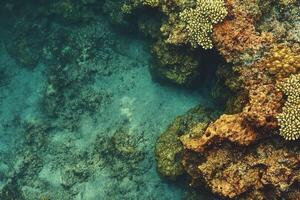 Underwater coral reef scene with vibrant marine life. photo