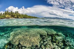 Underwater coral reef with clear turquoise water. photo