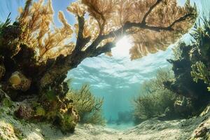 Underwater scene featuring coral and marine life. photo