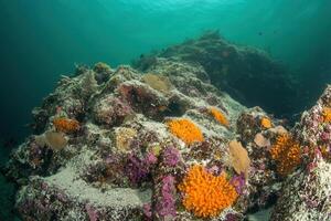 Underwater scene featuring vibrant coral reefs. photo