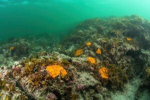 Underwater scene with coral and algae in clear water. photo