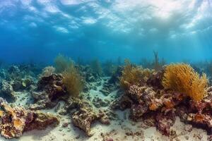 Underwater scene with coral reefs and sea plants. photo
