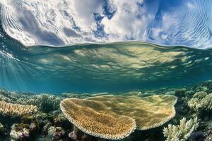 Underwater scene showcasing vibrant coral reefs and sky. photo