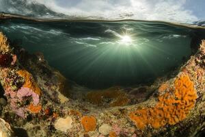 Underwater scene with vibrant coral and sunlight rays. photo