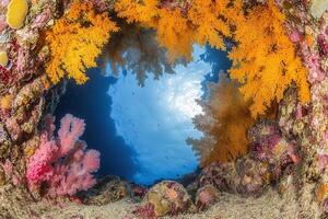 Underwater scene with vibrant coral and marine life. photo