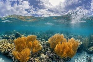 Underwater scene with vibrant coral and sea vegetation. photo