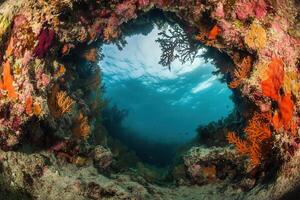 Underwater view of colorful coral reef ecosystem. photo