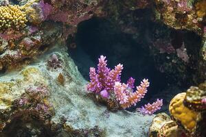 Vibrant coral growth in a marine environment. photo